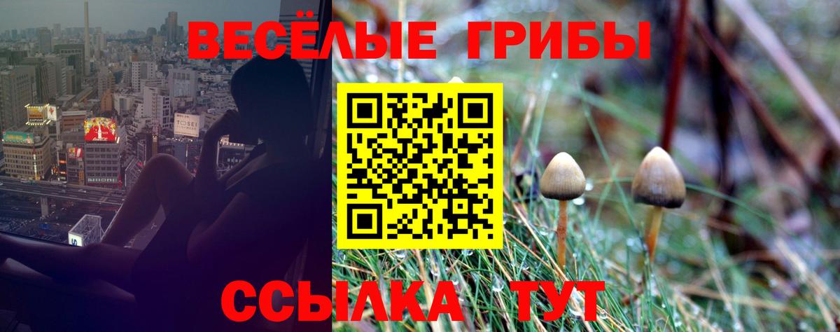 Галлюциногенные грибы Psilocybe Моршанск